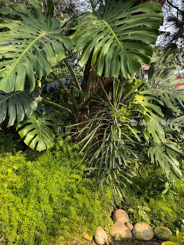 公园热带植物边界的全帧图像奶酪植物(Monstera deliciosa)，大分裂，有光泽的叶子，花坛边缘的巨石，重点在前景